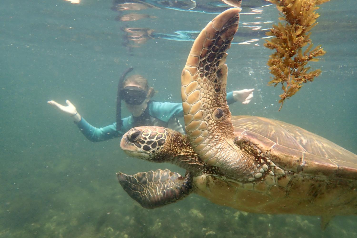 一名<a href='http://n0t.thechromaticendpin.com'>bv伟德ios下载</a>学生在Galápagos群岛游学途中与一只巨龟游泳.